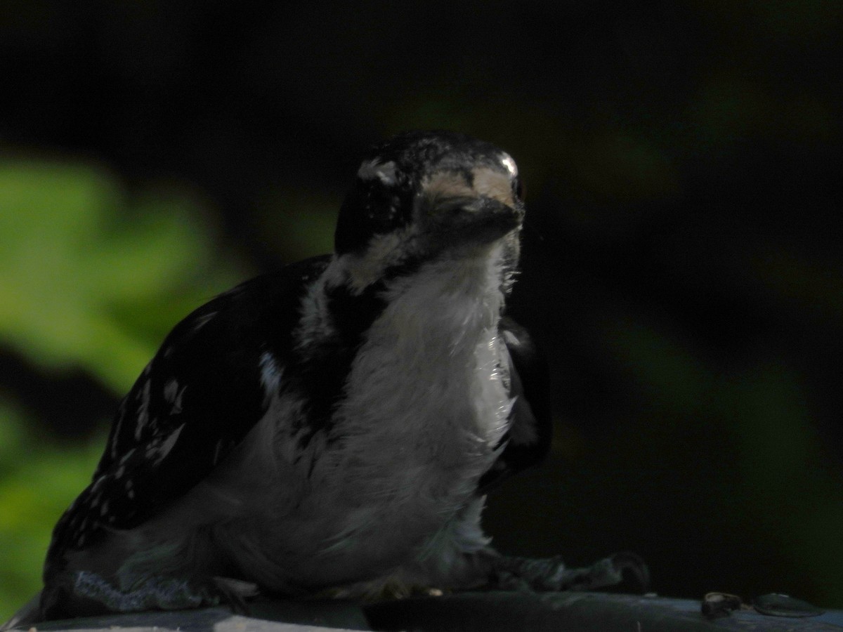 Hairy Woodpecker - ML638189111