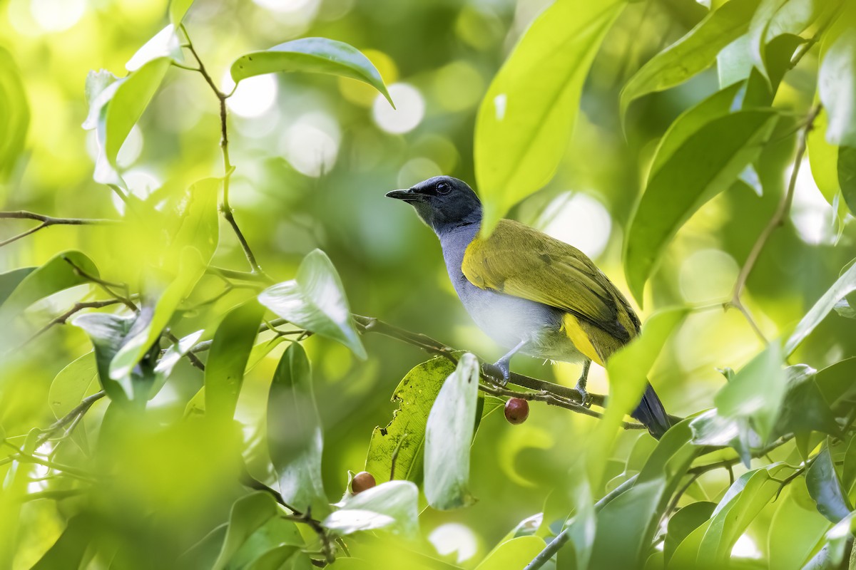 Gray-bellied Bulbul - ML638189113