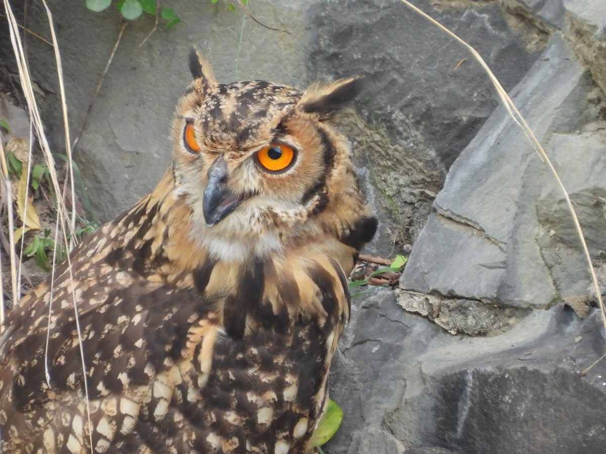 Rock Eagle-Owl - ML638189114