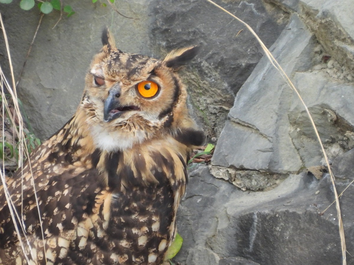 Rock Eagle-Owl - ML638189120