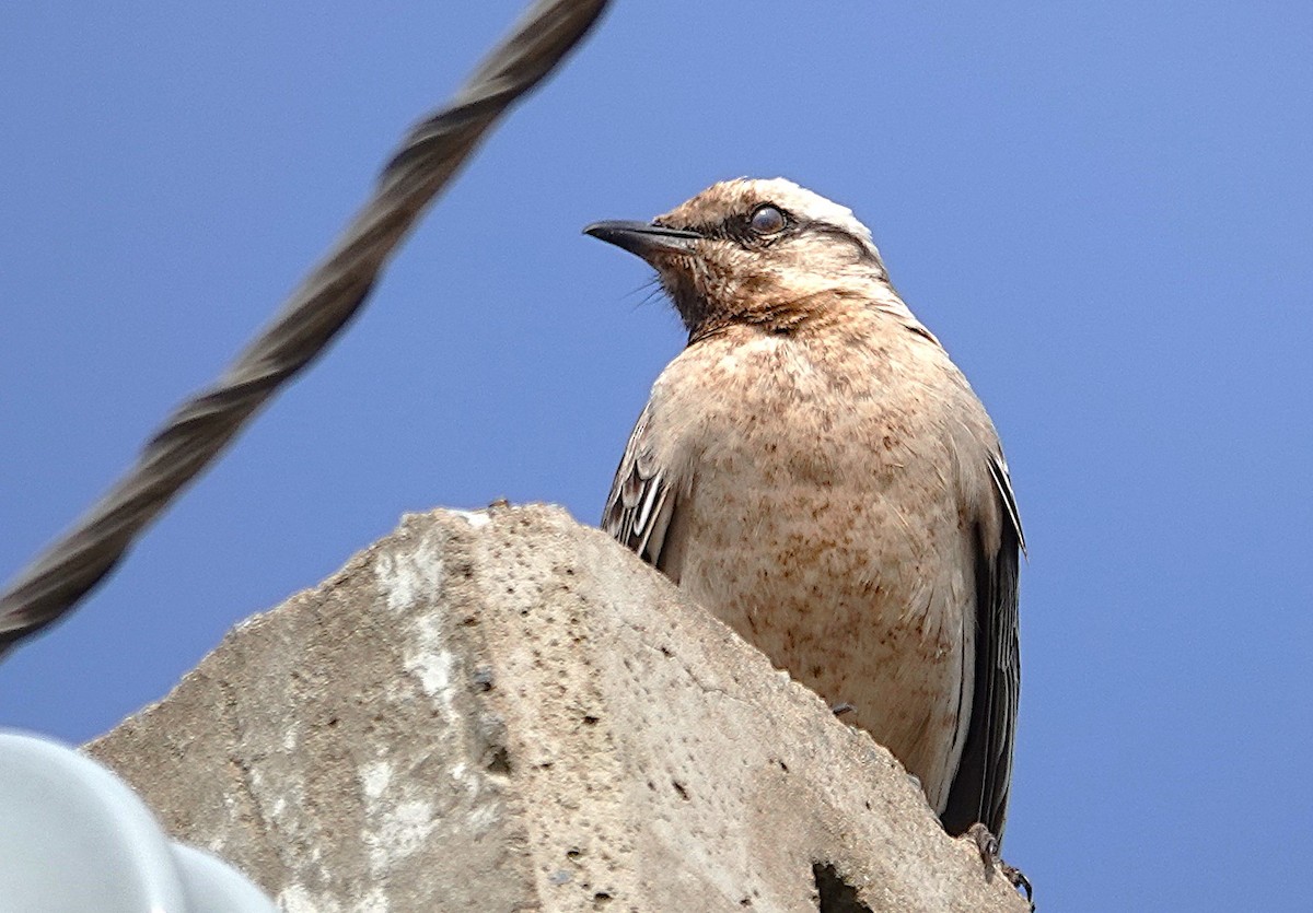Chalk-browed Mockingbird - ML638189122