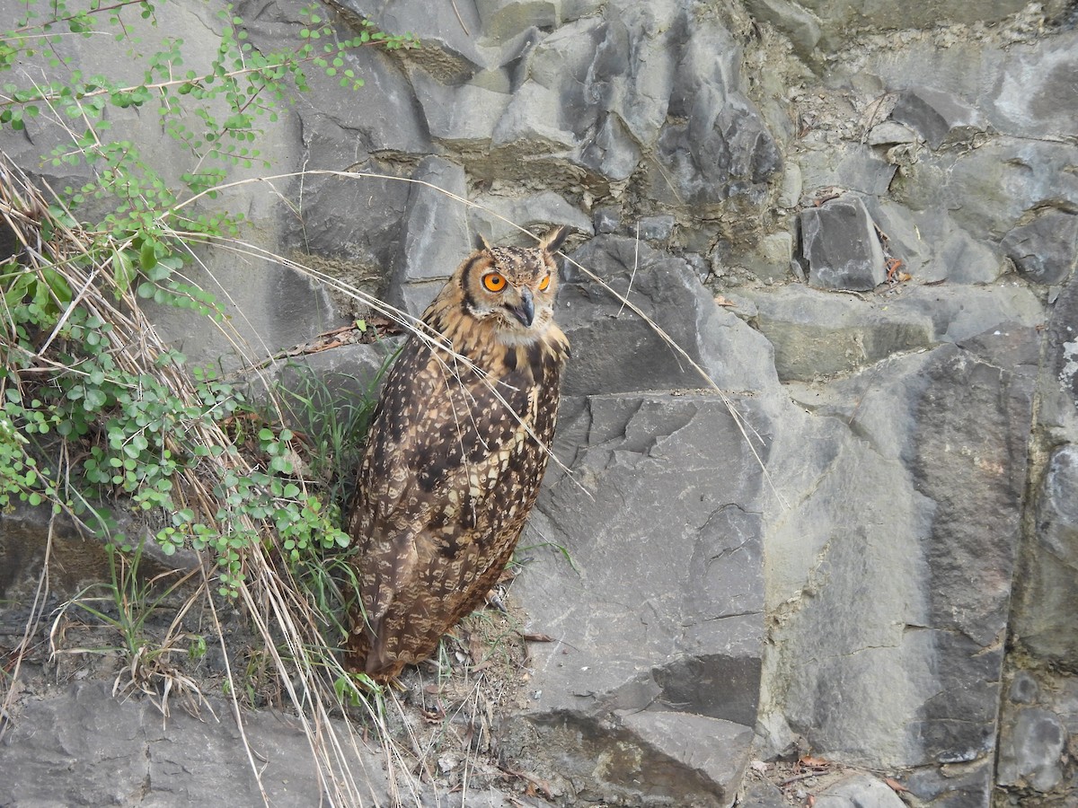 Rock Eagle-Owl - ML638189126