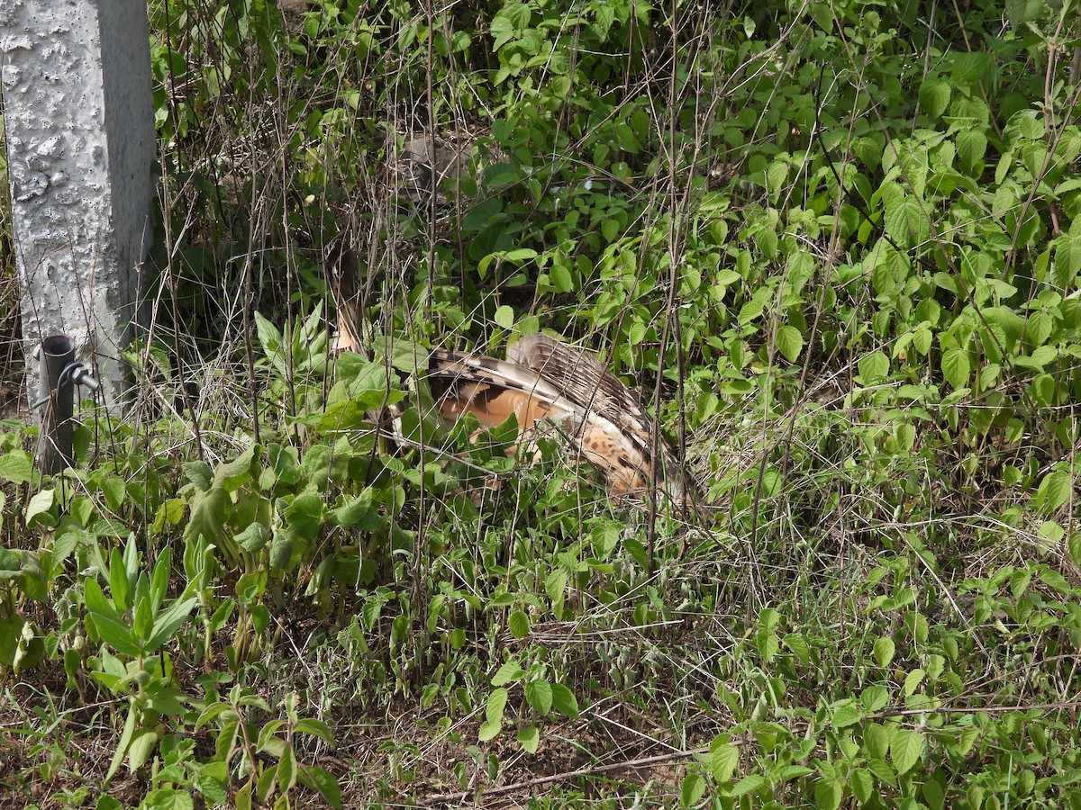 Rock Eagle-Owl - ML638189129