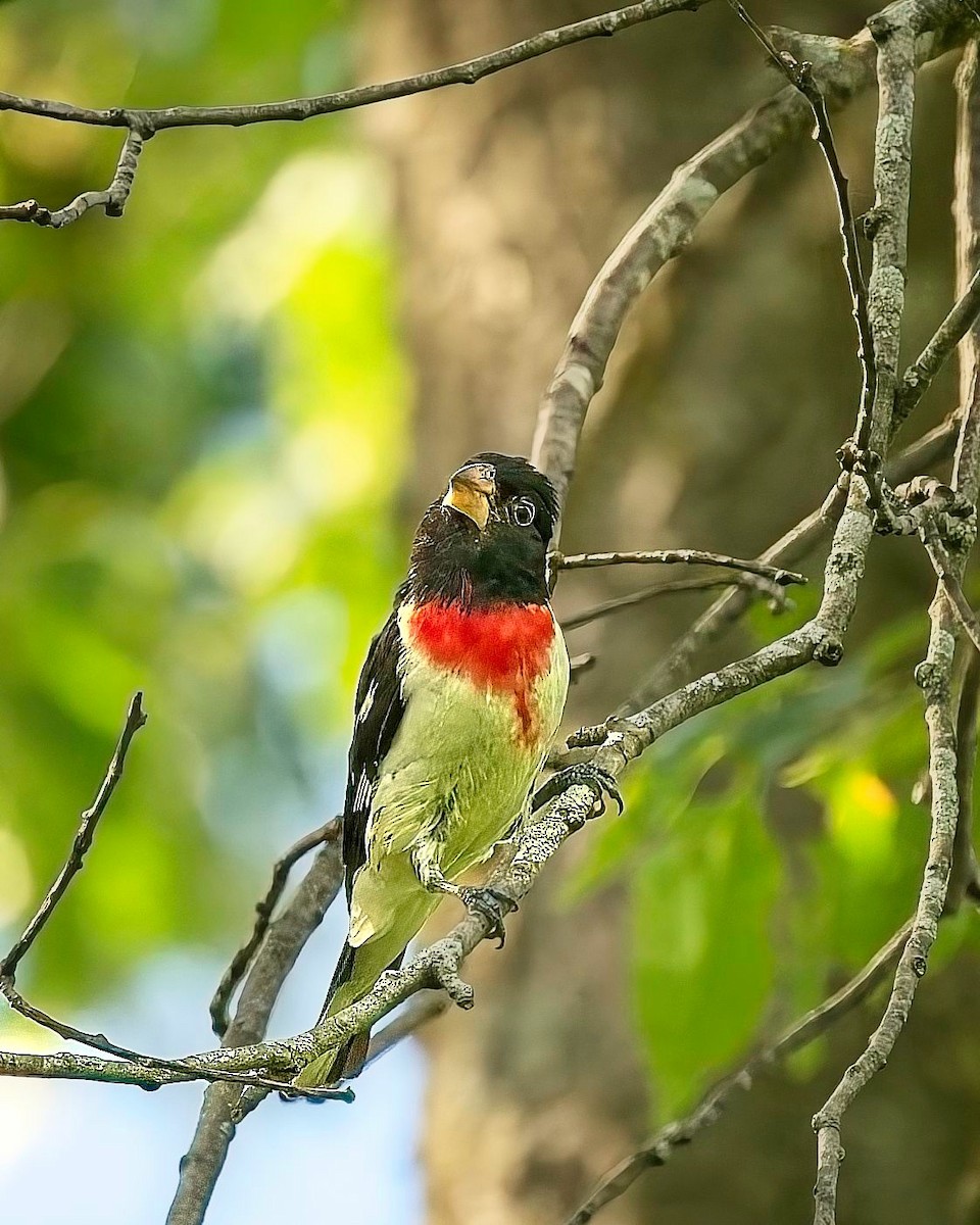 Rose-breasted Grosbeak - ML638189130