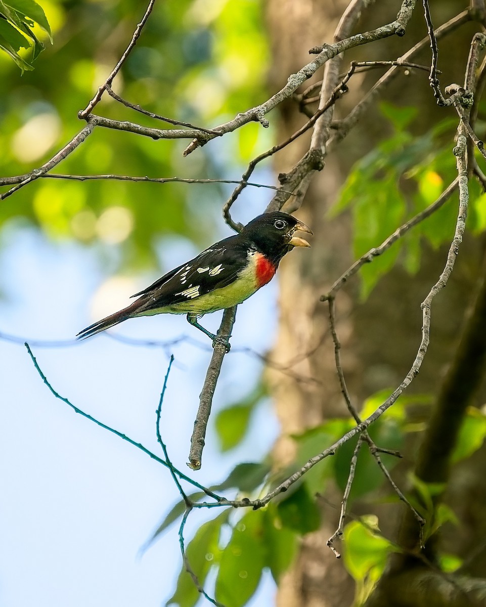 Rose-breasted Grosbeak - ML638189132