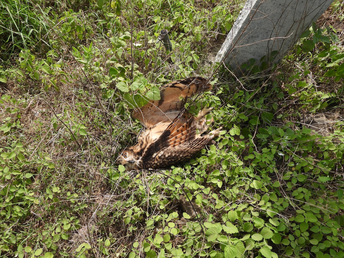 Rock Eagle-Owl - ML638189133