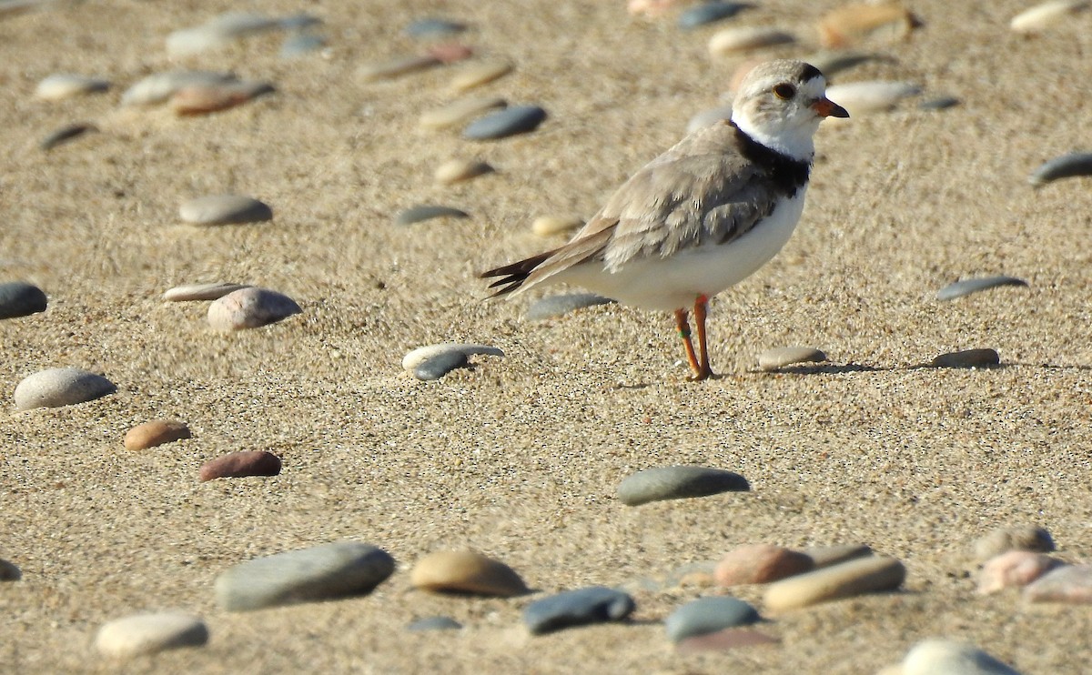 Piping Plover - ML638189135