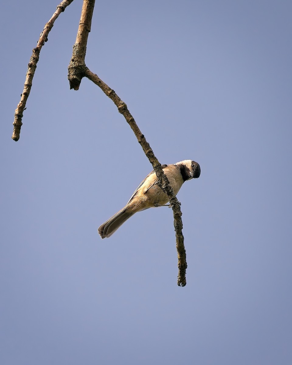 Black-capped Chickadee - ML638189137