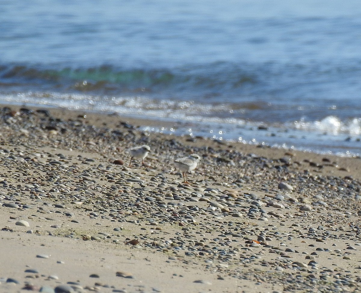 Piping Plover - ML638189138