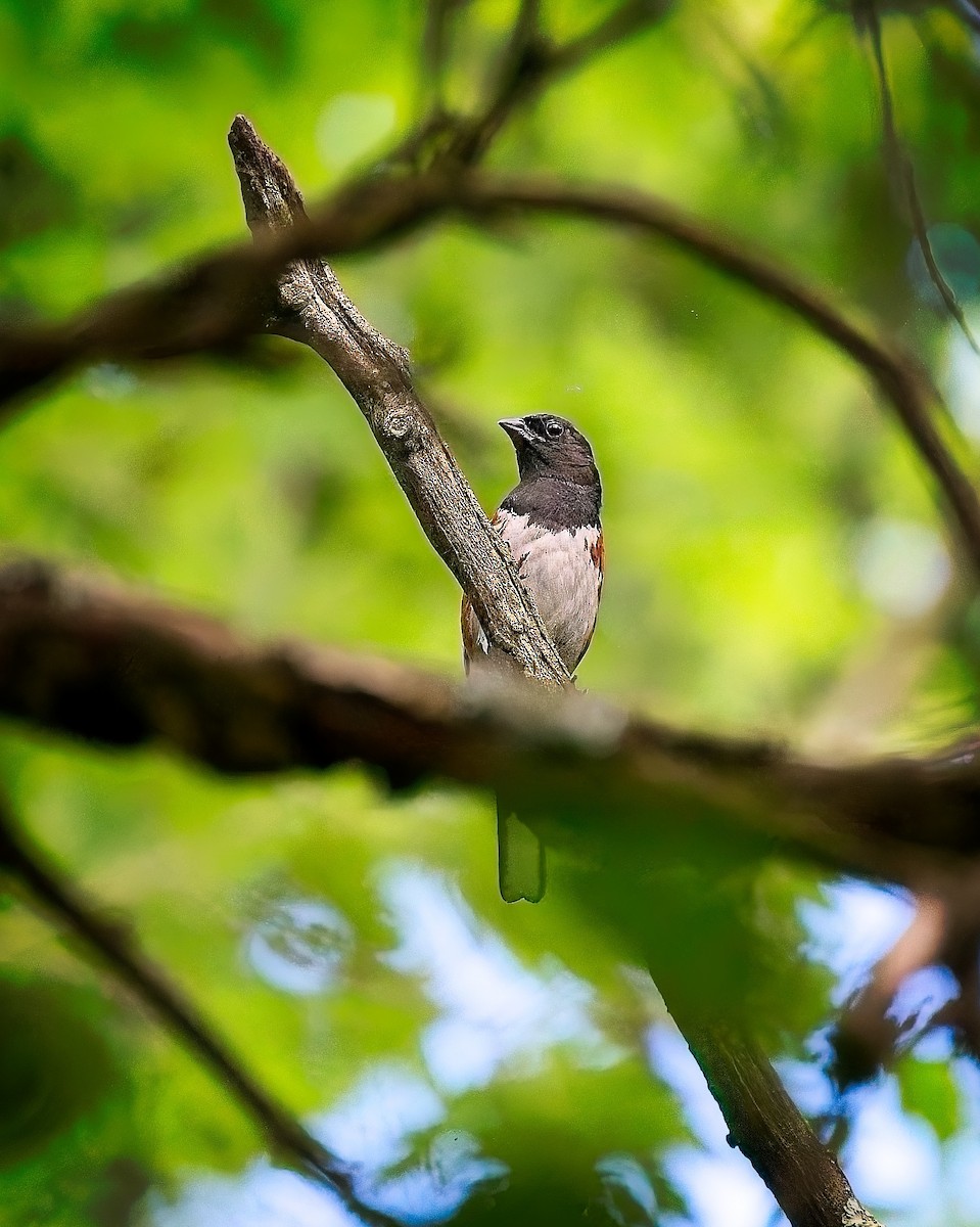 Eastern Towhee - ML638189141