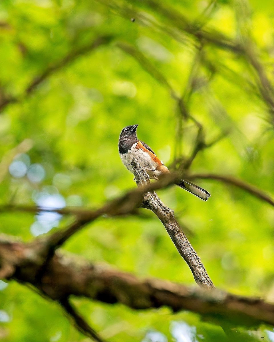 Eastern Towhee - ML638189143