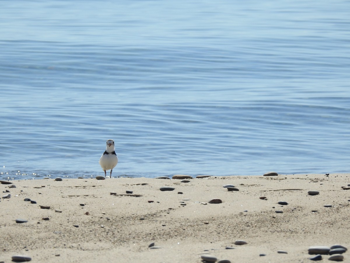 Piping Plover - ML638189150