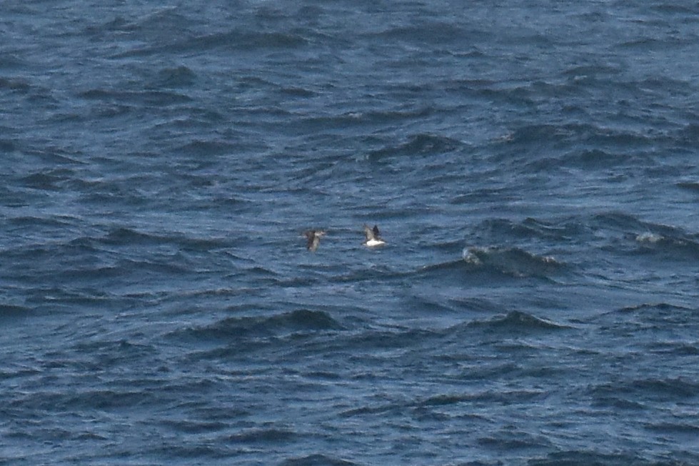 Manx Shearwater - ML638189165