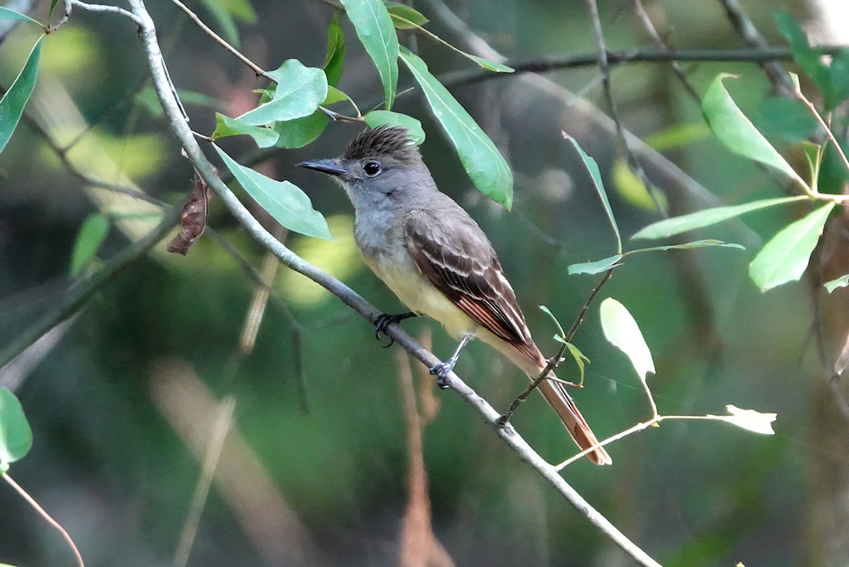 Great Crested Flycatcher - ML638189179