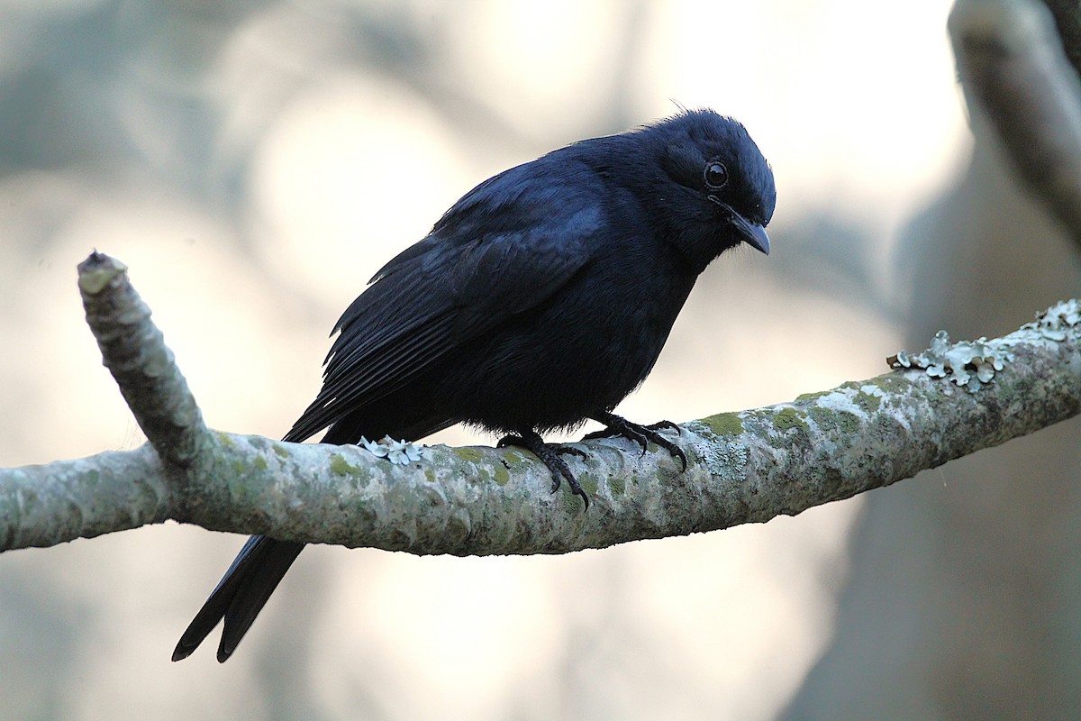 Southern Black-Flycatcher - ML638189196