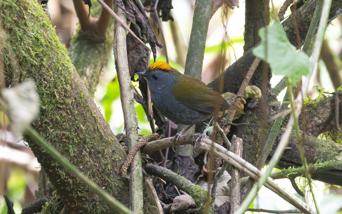 Wrenthrush - ML638189229