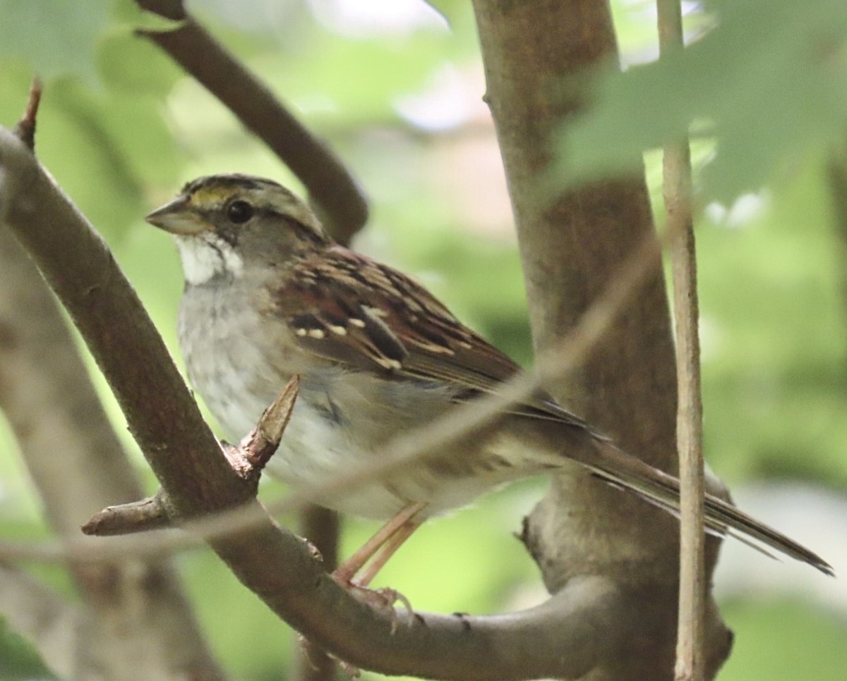 White-throated Sparrow - ML638189230
