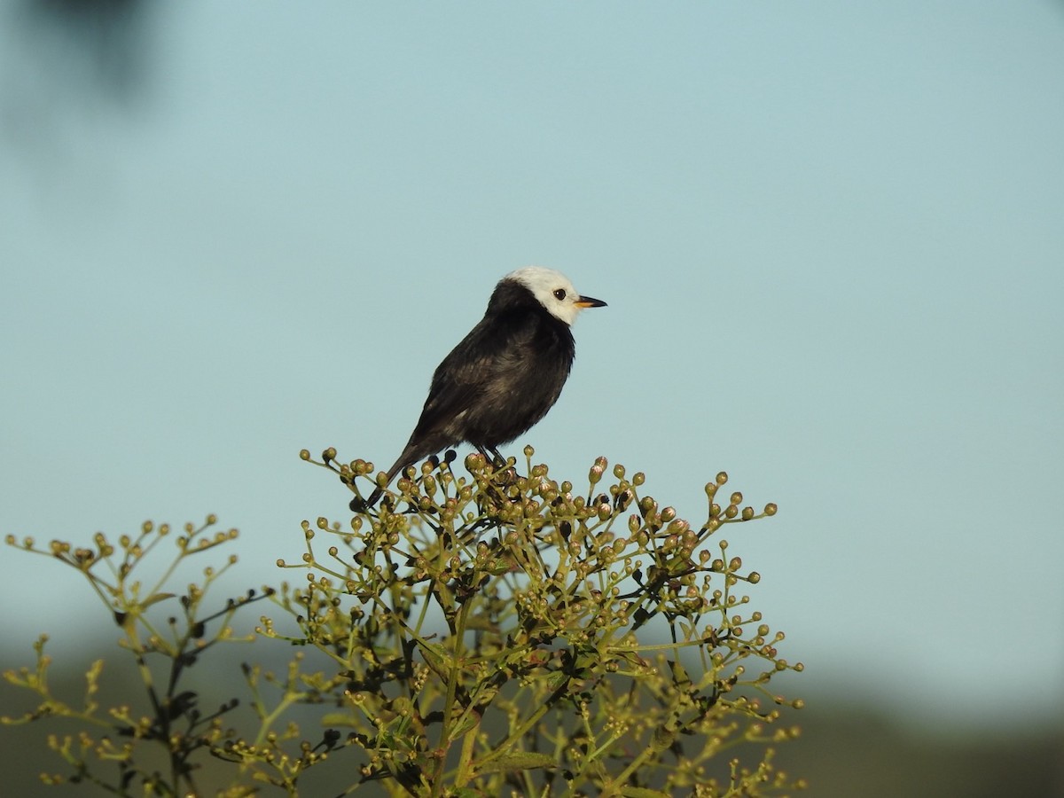 White-headed Marsh Tyrant - ML638189241