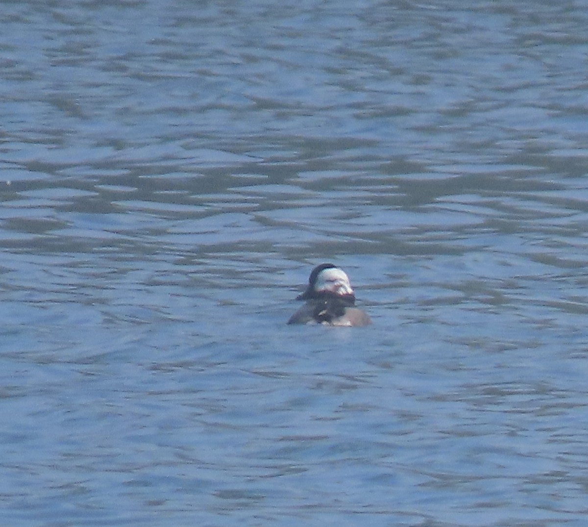 Bufflehead - ML638189294