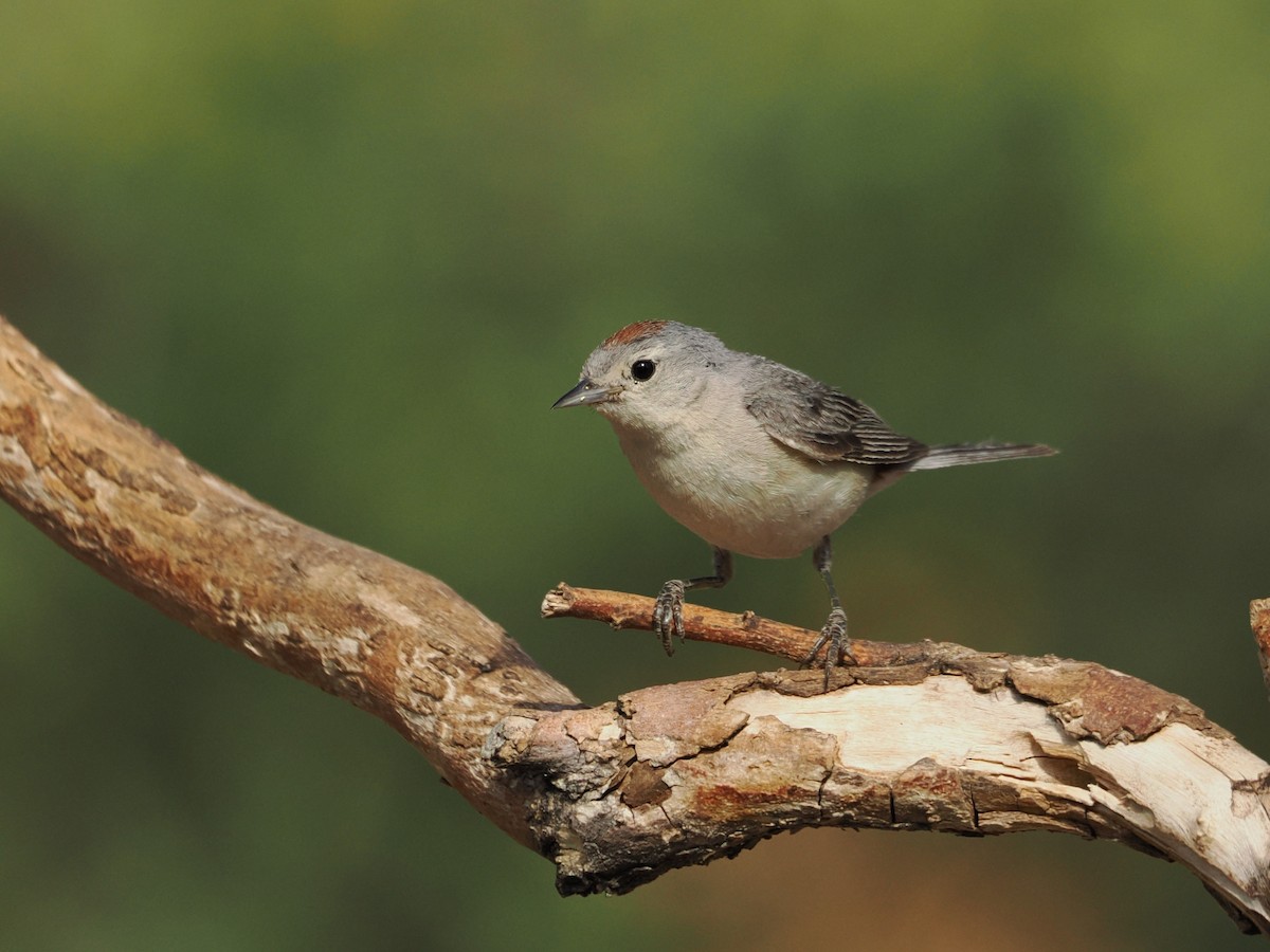 Lucy's Warbler - ML638189298
