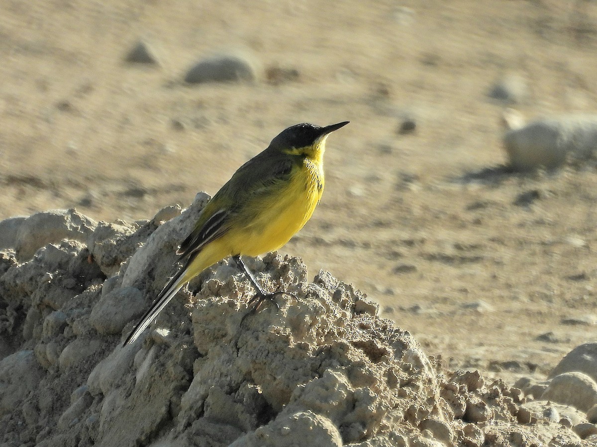Western Yellow Wagtail (thunbergi) - ML638189301
