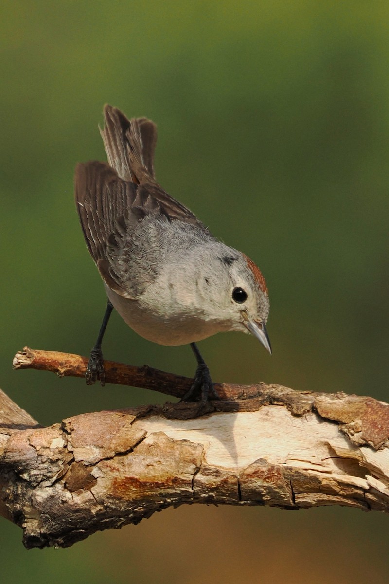 Lucy's Warbler - ML638189303