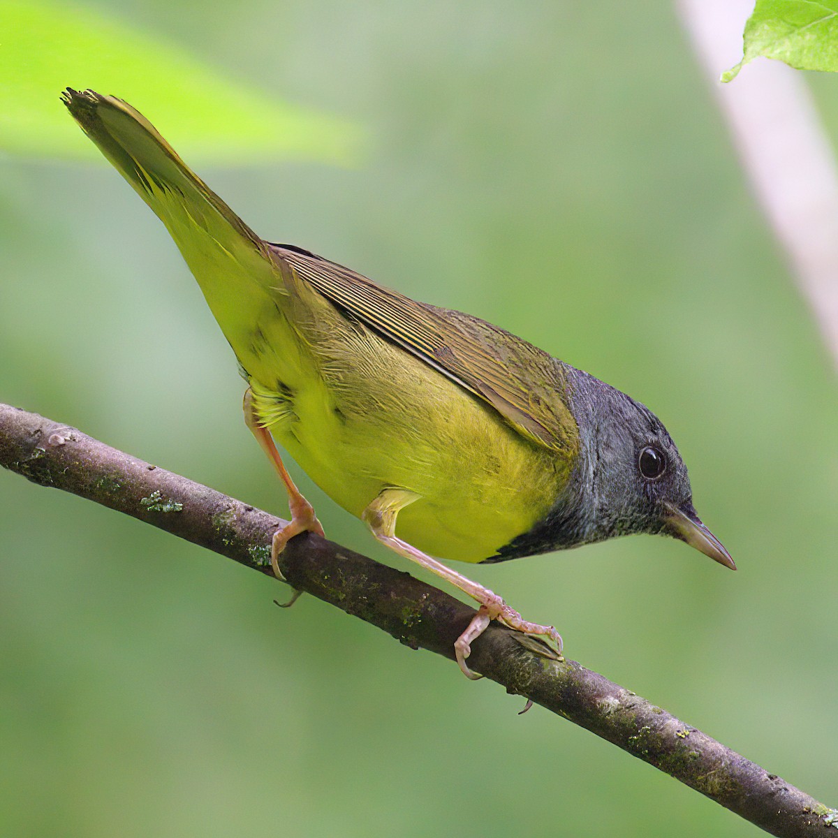 Mourning Warbler - ML638189324