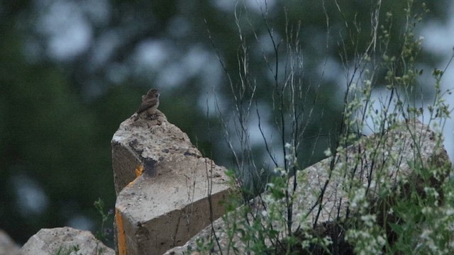 Rock Wren - ML638189326