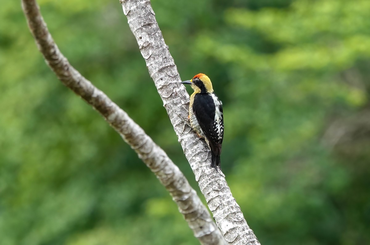 Golden-naped Woodpecker - ML638189329