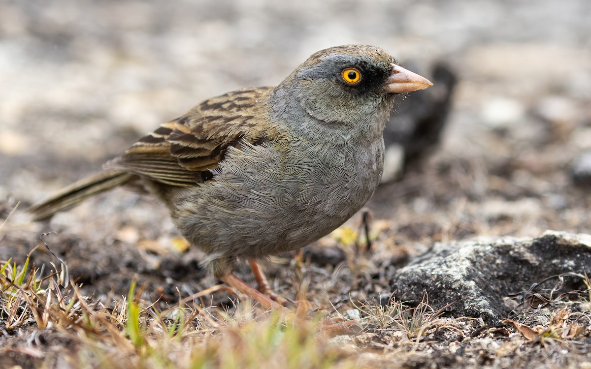 Volcano Junco - ML638189346