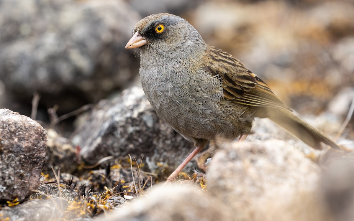 Volcano Junco - ML638189347