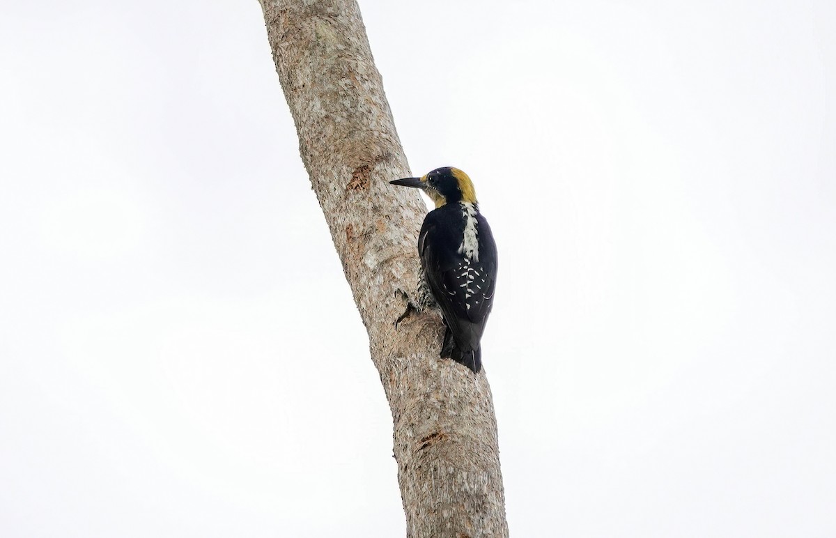 Golden-naped Woodpecker - ML638189350