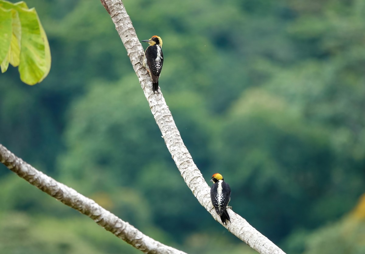 Golden-naped Woodpecker - ML638189374