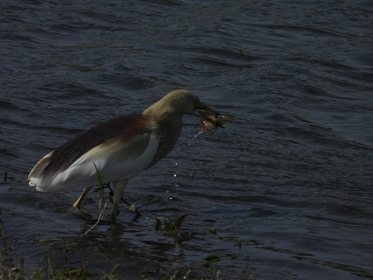 Indian Pond-Heron - ML638189422