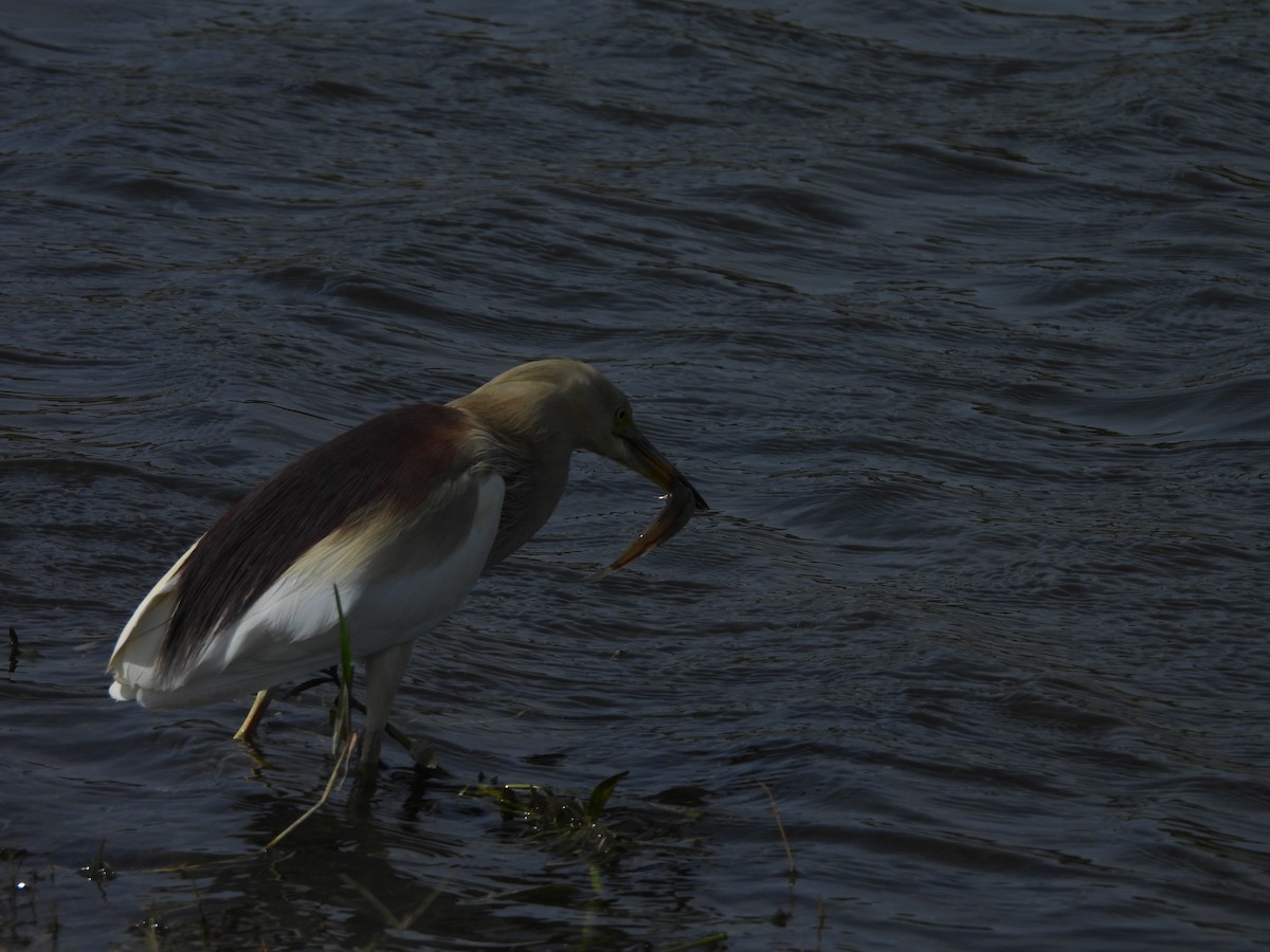 Indian Pond-Heron - ML638189423