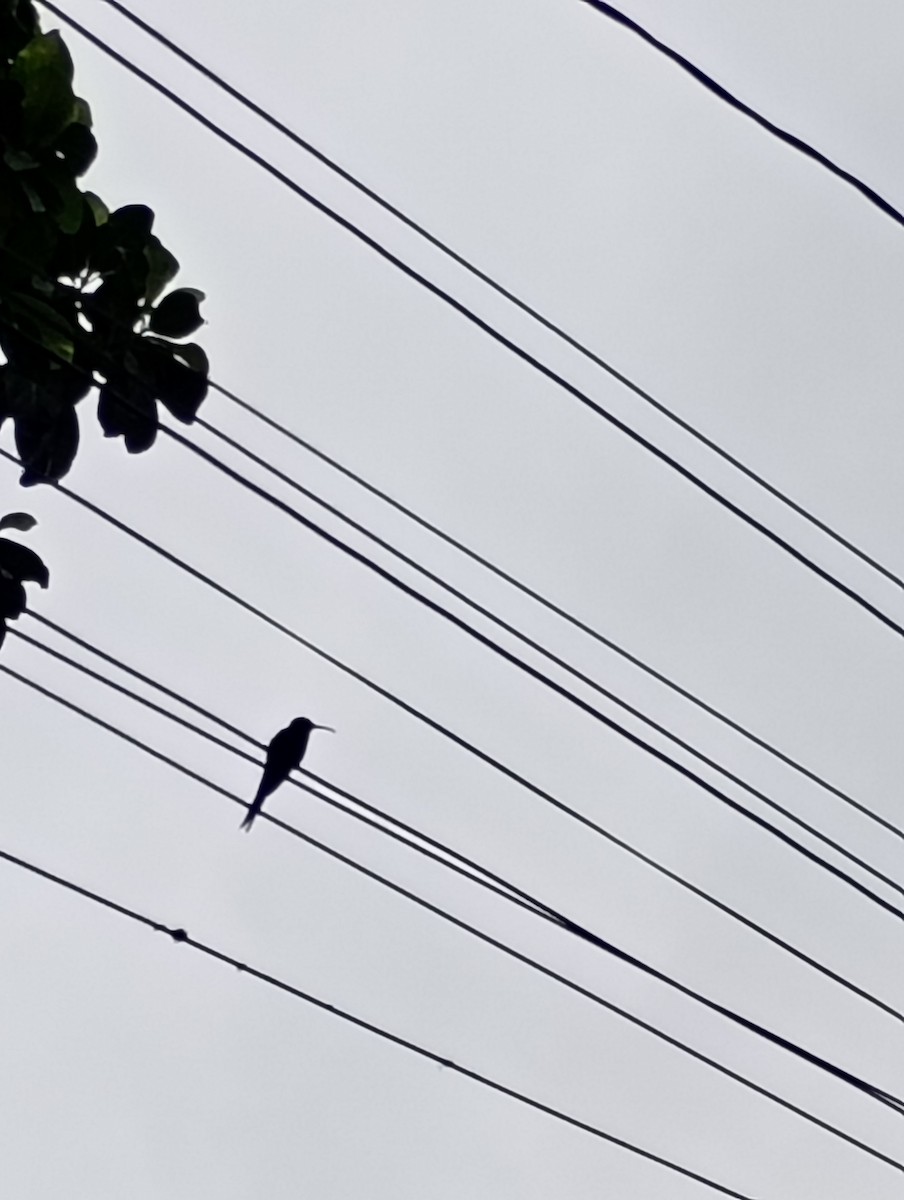 Swallow-tailed Hummingbird - ML638189424