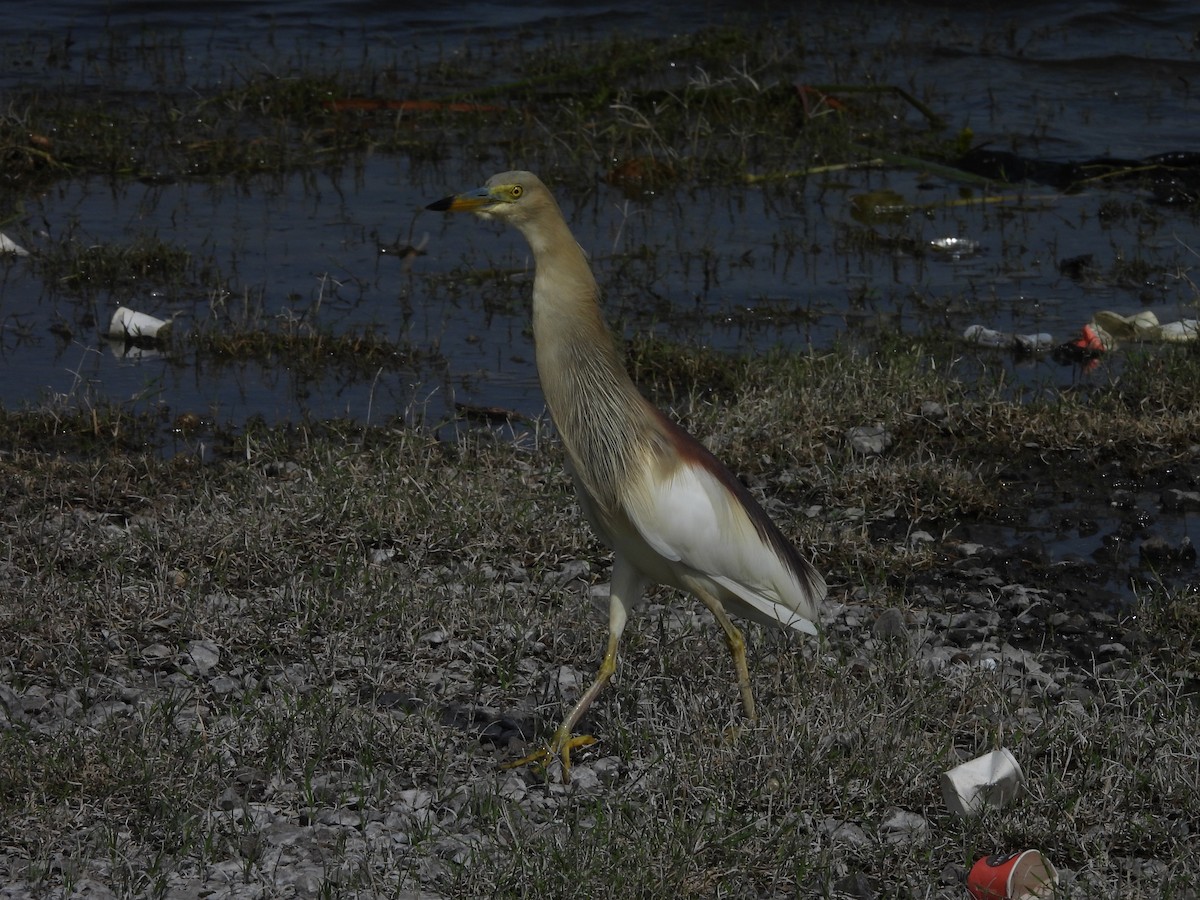 Indian Pond-Heron - ML638189439