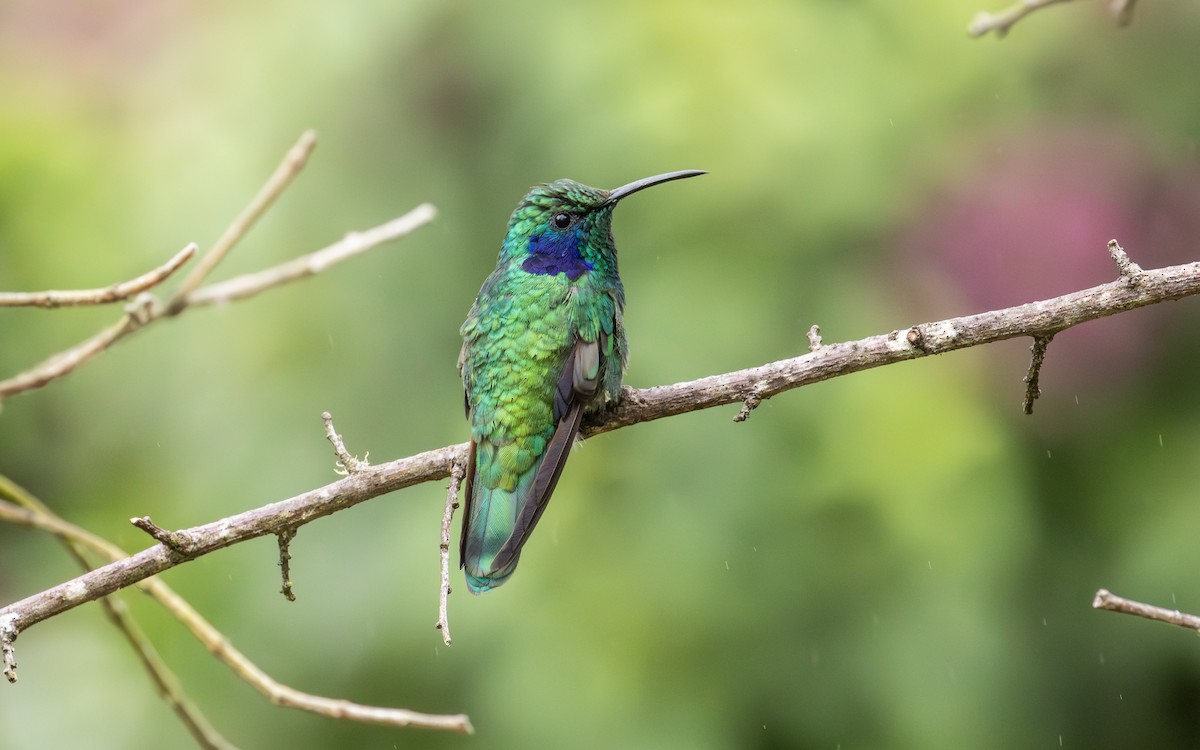 Lesser Violetear - ML638189517