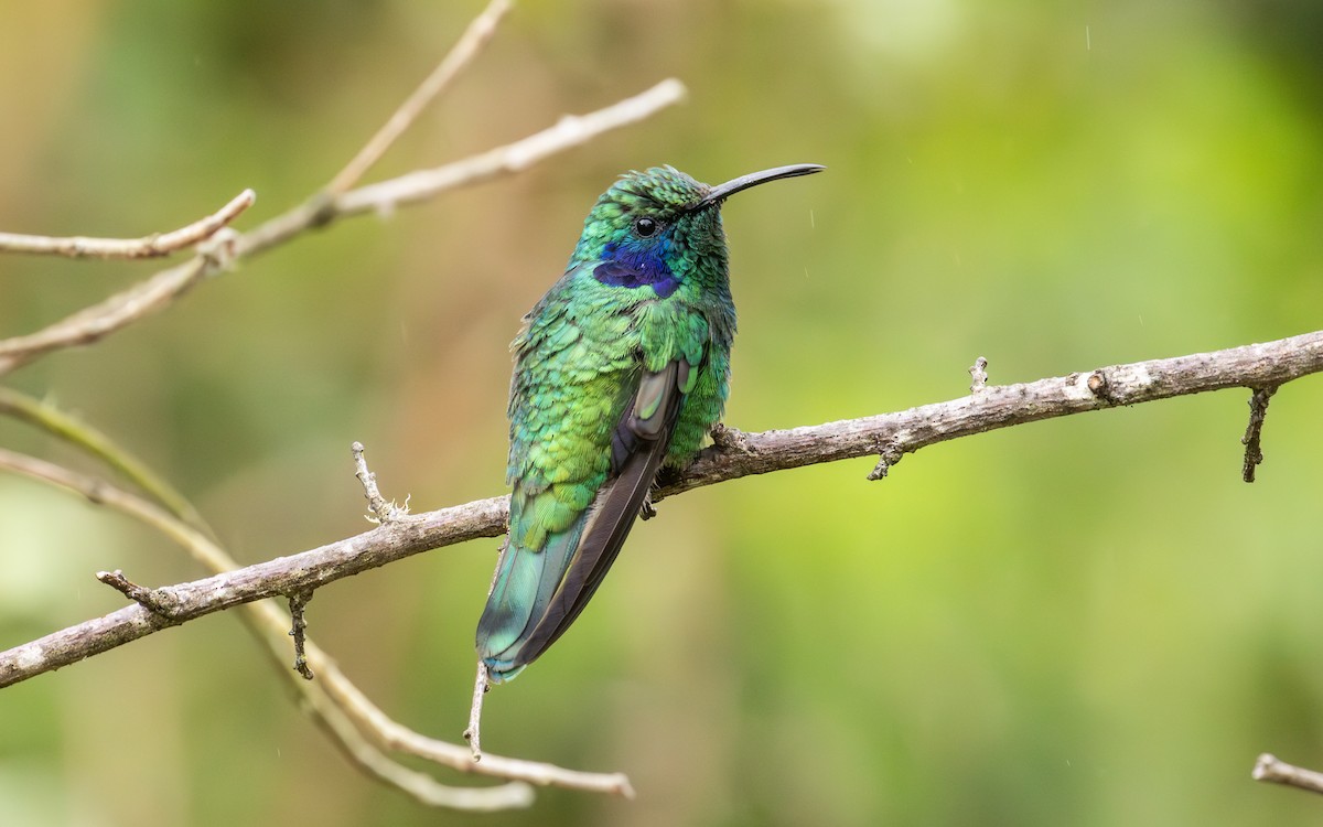 Lesser Violetear - ML638189518