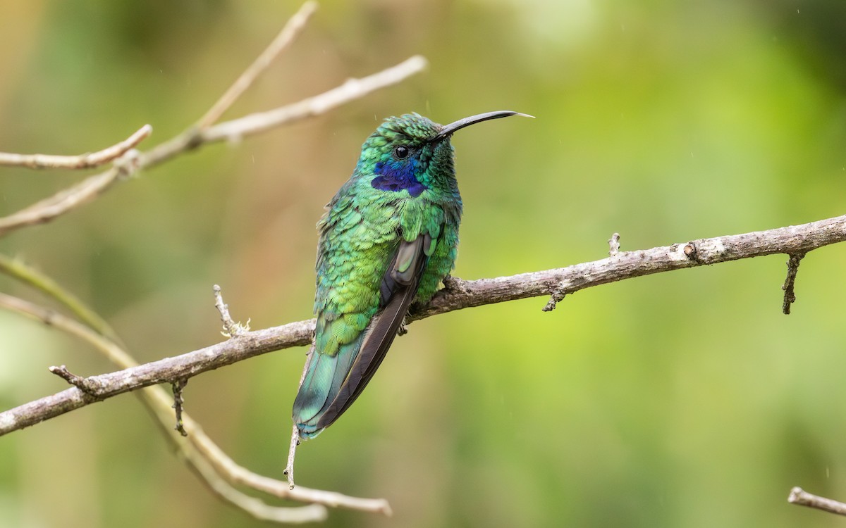 Lesser Violetear - ML638189519