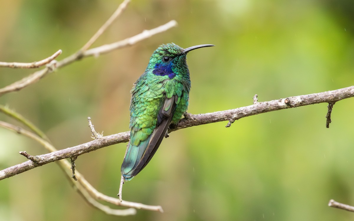Lesser Violetear - ML638189521