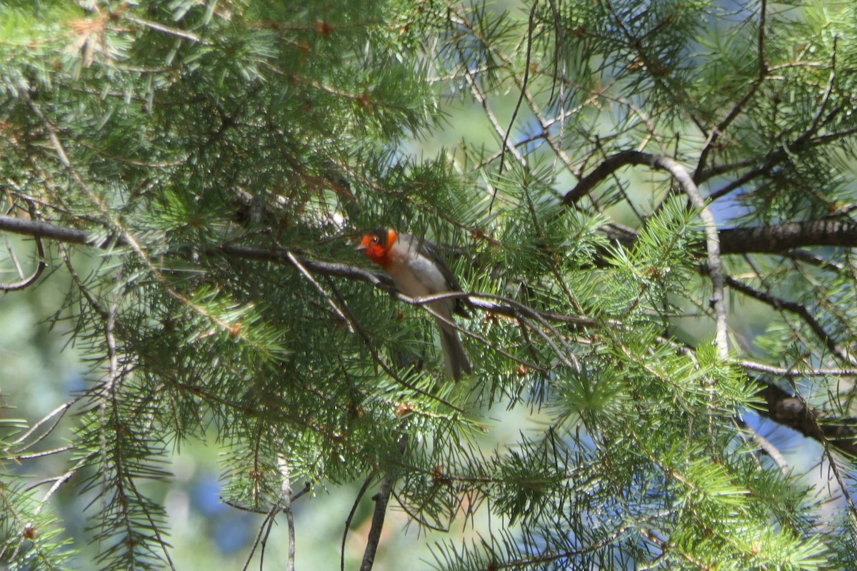 Red-faced Warbler - ML638189524