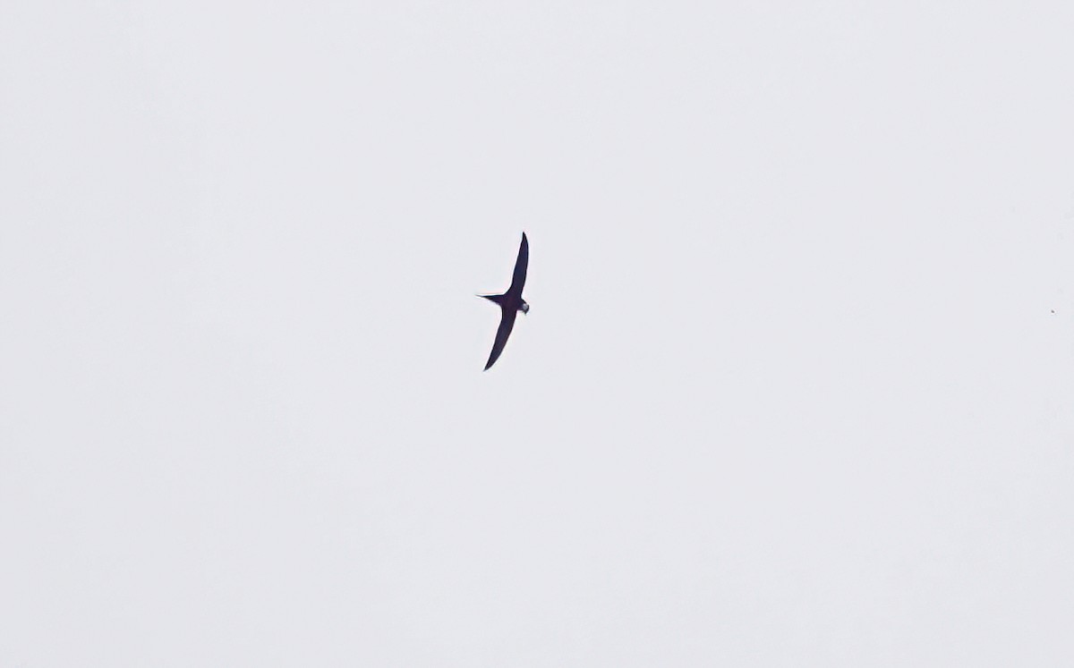Lesser Swallow-tailed Swift - ML638189527