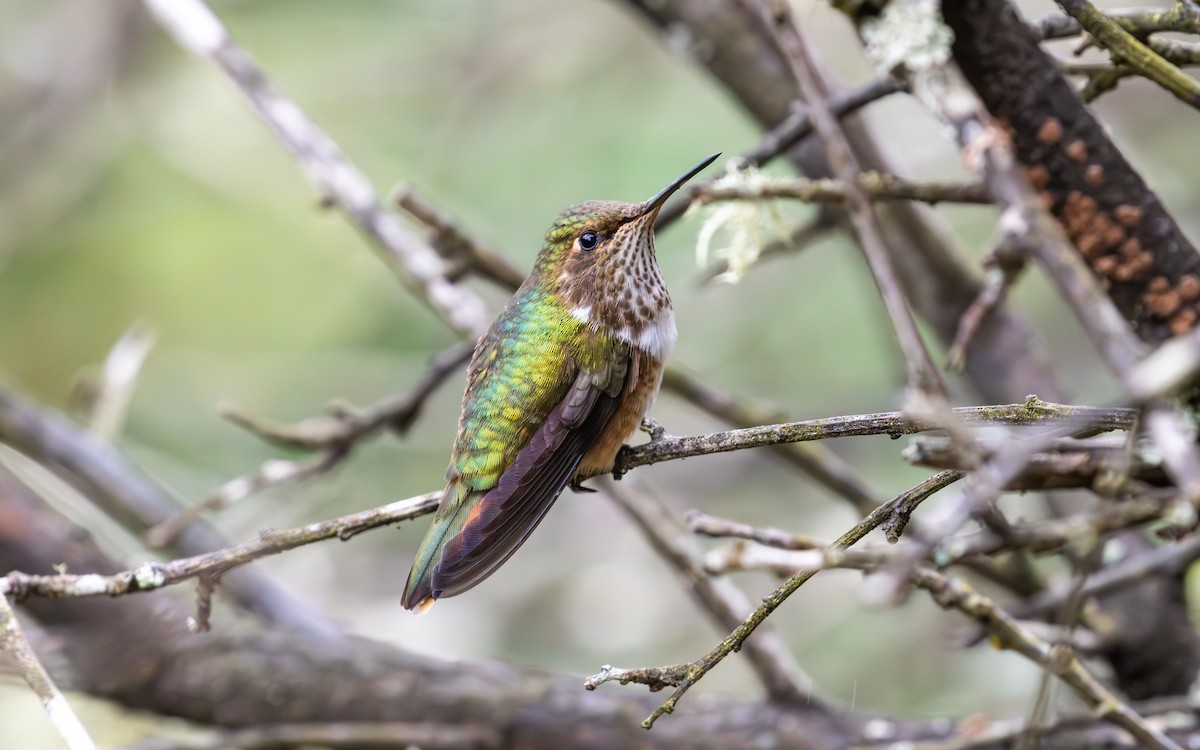 kalypta vulkánová (ssp. torridus) - ML638189531