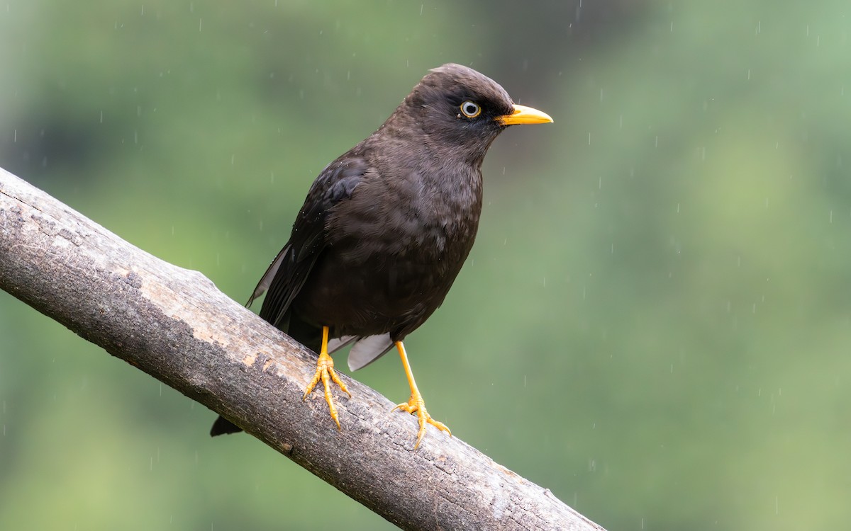 Sooty Thrush - ML638189559