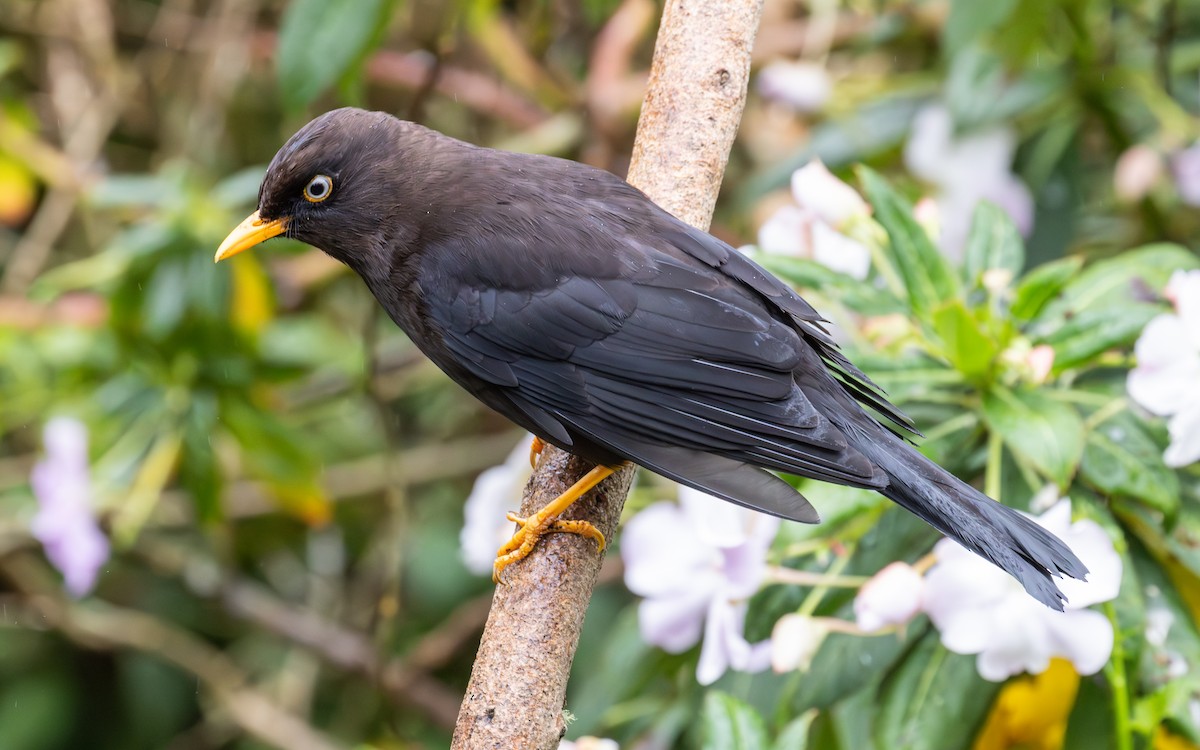 Sooty Thrush - ML638189560