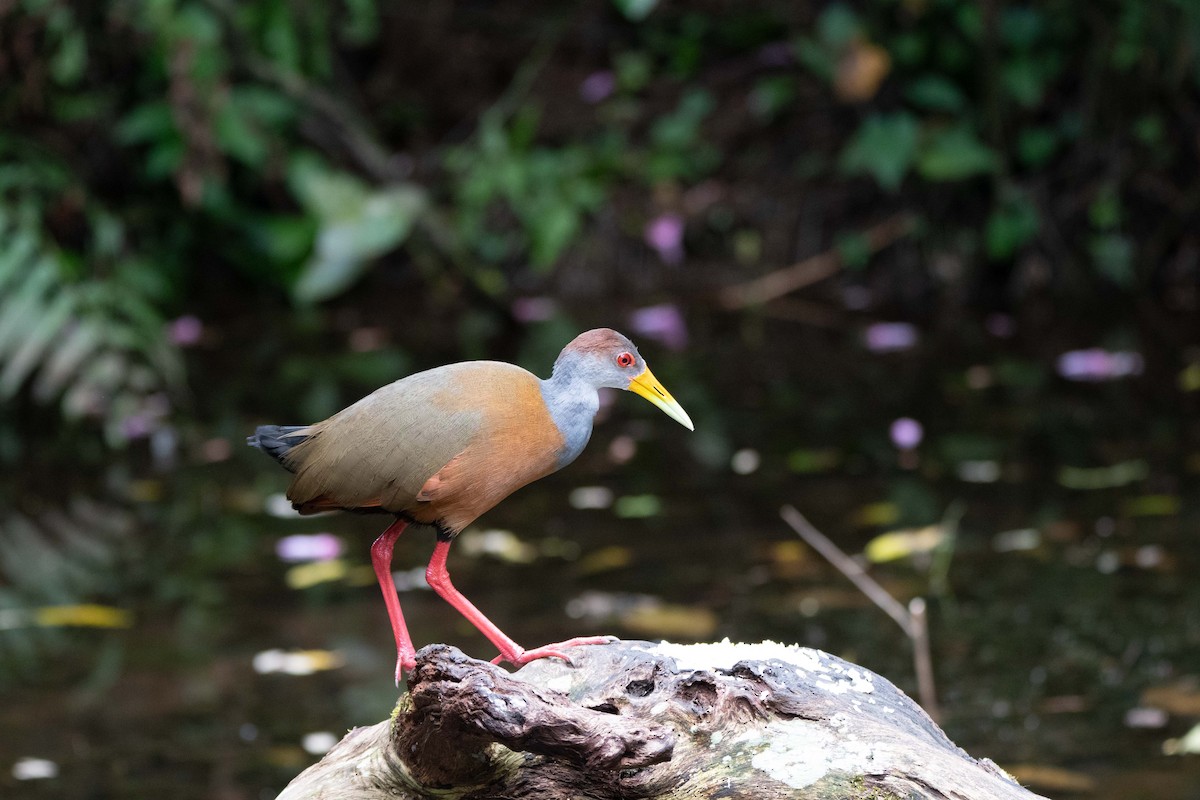 Russet-naped Wood-Rail - ML638189572
