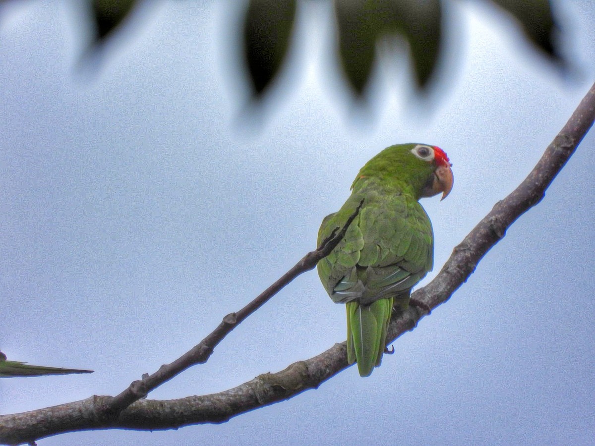 Crimson-fronted Parakeet - ML638189594