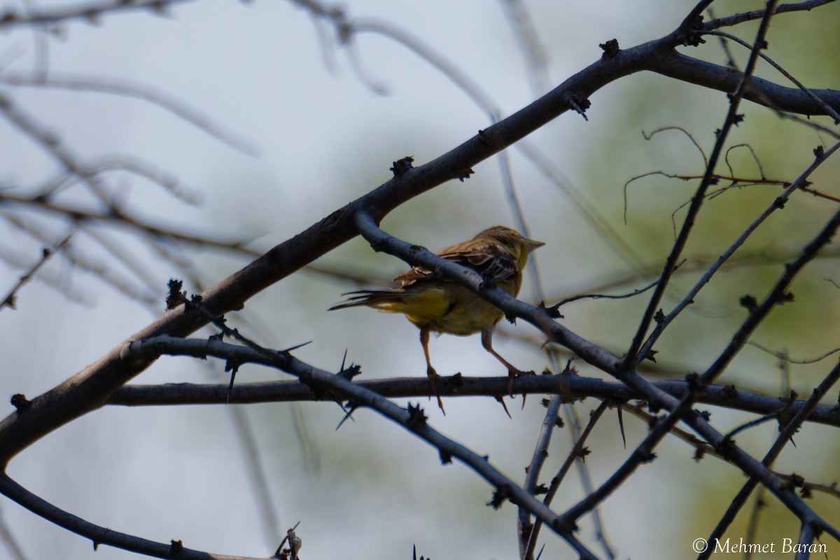 Black-headed Bunting - ML638189600
