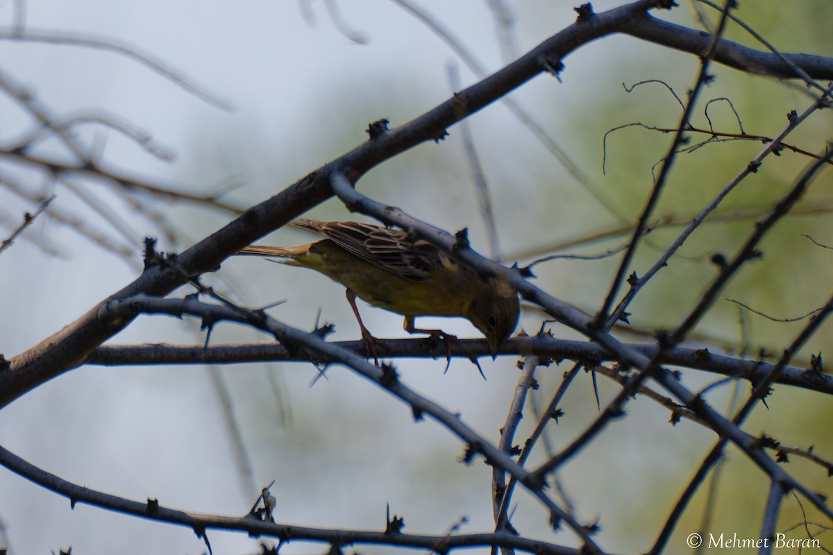 Black-headed Bunting - ML638189601